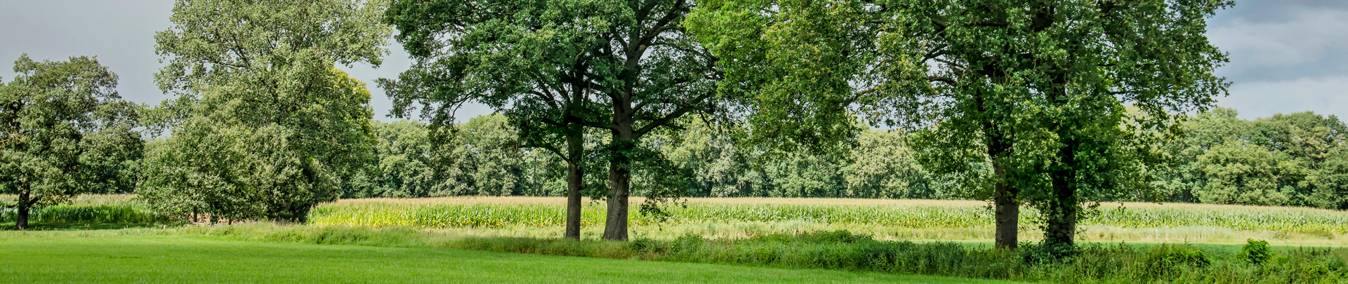 Een rij bomen in de buurt van Heino